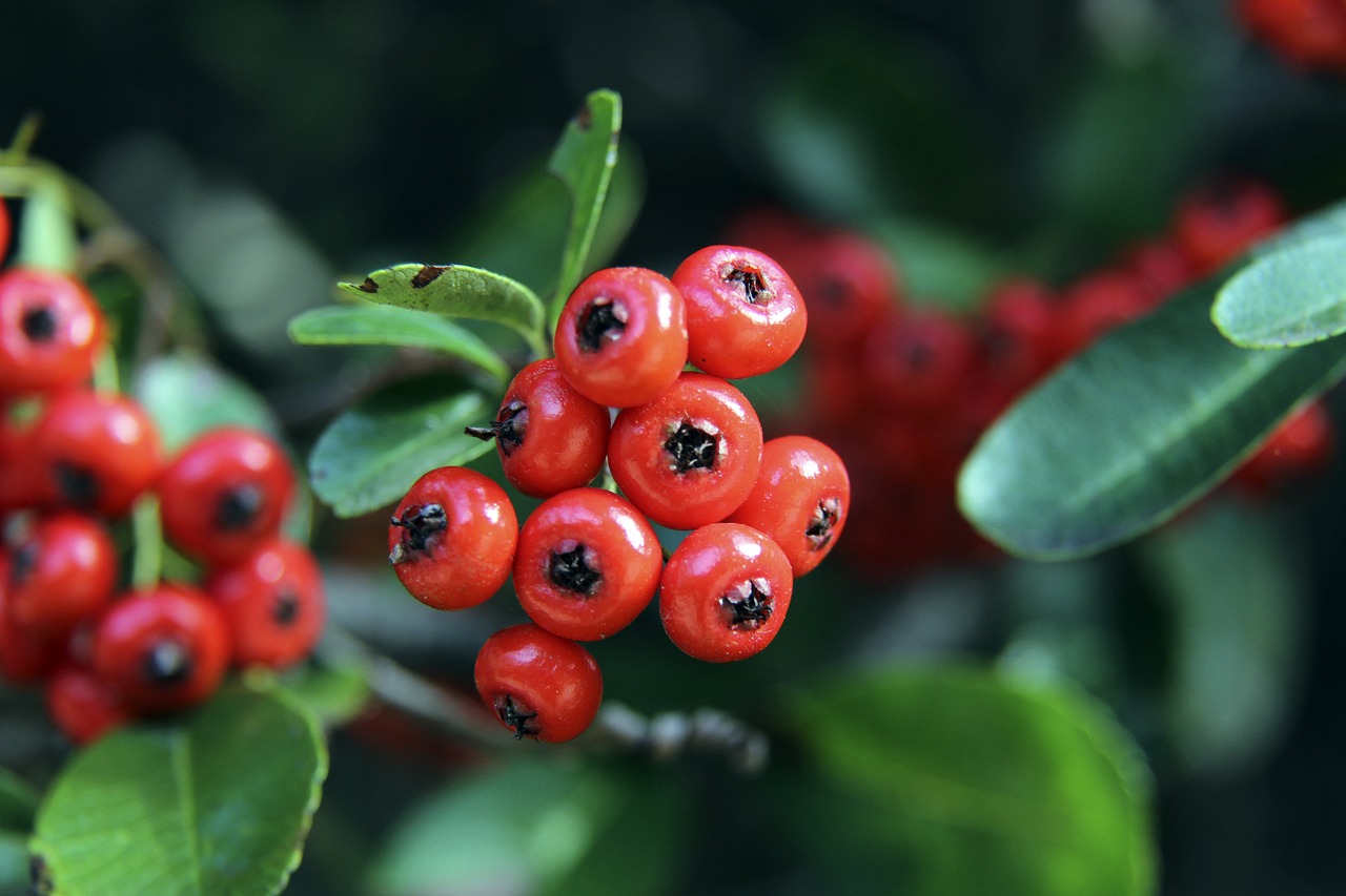 哲科的梅開 哲科的梅開