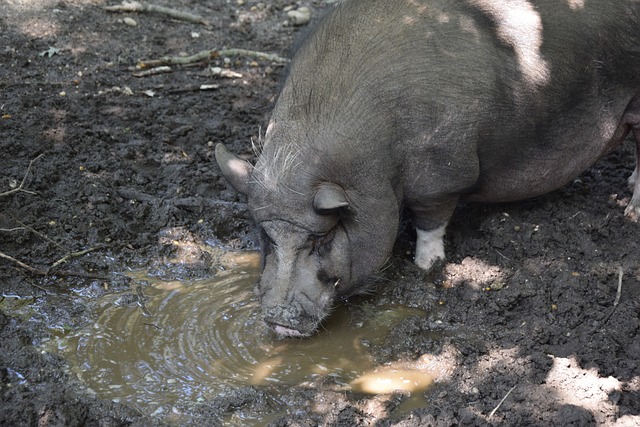 的战术风格 的战术风格
